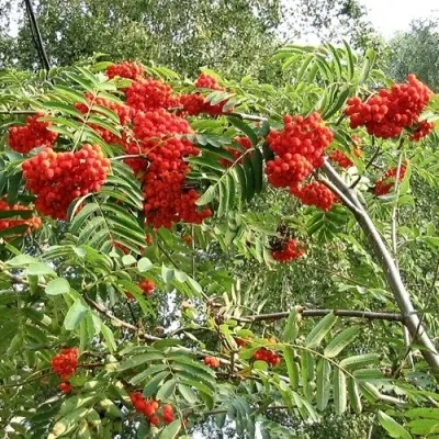 Рябина САХАРНАЯ ПЕТРОВА сладкоплодная — описание сорта Рябина САХАРНАЯ ПЕТРОВА сладкоплодная в Москве