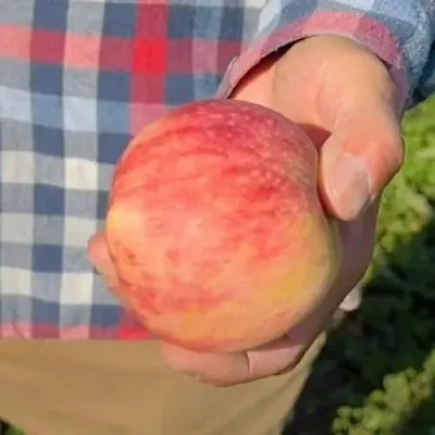 Яблоня ВАСЮГАН колонновидная  Яблоня ВАСЮГАН колонновидная в Москве