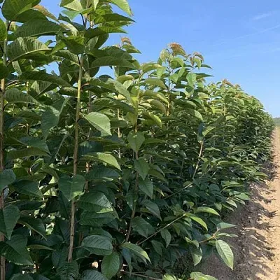 Саженцы оптом  Саженцы оптом в Москве