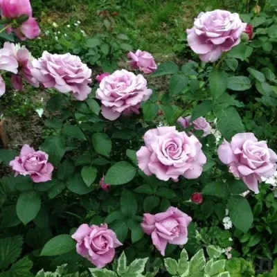 Саженцы роз ШАРЛЬ ДЕ ГОЛЛЬ чайно-гибридная — описание сорта Саженцы роз ШАРЛЬ ДЕ ГОЛЛЬ чайно-гибридная в Москве