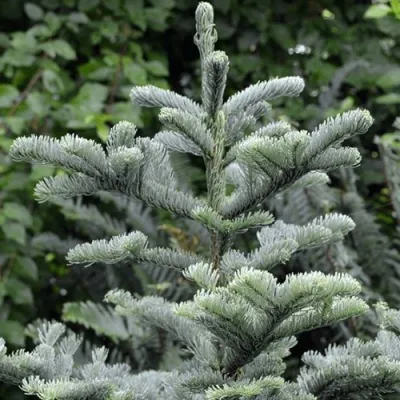 Пихта благородная — описание сорта Пихта благородная в Москве