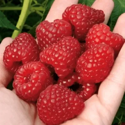 Малина РУБИФОЛ — описание сорта Малина РУБИФОЛ в Москве