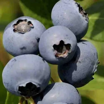 Голубика ХАРРИСОН — описание сорта Голубика ХАРРИСОН в Москве