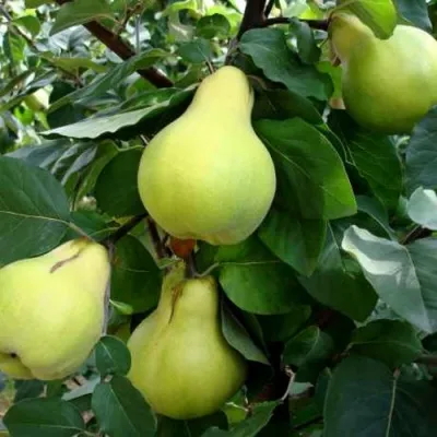 Айва МЯГКОПЛОДНАЯ — описание сорта Айва МЯГКОПЛОДНАЯ в Москве