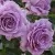 Саженцы роз ЛАВ СОНГ флорибунда — описание сорта Саженцы роз ЛАВ СОНГ флорибунда в Москве