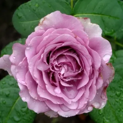 Саженцы роз ЛУГДУНУМ чайно-гибридная — описание сорта Саженцы роз ЛУГДУНУМ чайно-гибридная в Москве