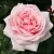 роза Афродита чайно-гибридная в Москве