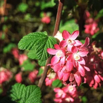 Смородина кроваво-красная ПУЛБОРО СКАРЛЕТ  — описание сорта Смородина кроваво-красная ПУЛБОРО СКАРЛЕТ  в Москве