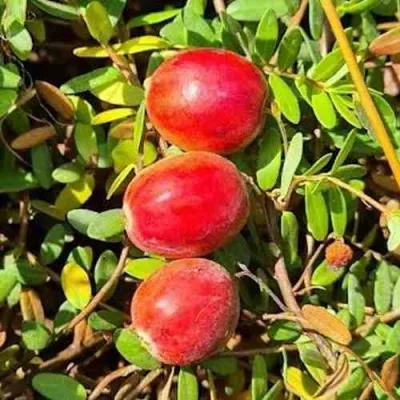 Клюква БАИН 6 в Москве