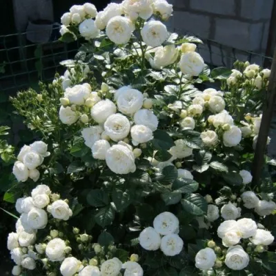 Саженцы роз АРТЕМИС шраб — описание сорта Саженцы роз АРТЕМИС шраб в Москве