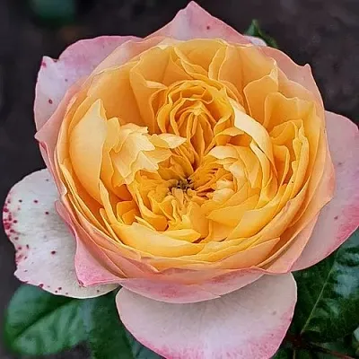 Саженцы роз ГОЛДЕН ВУВУЗЕЛА чайно-гибридная  Саженцы роз ГОЛДЕН ВУВУЗЕЛА чайно-гибридная в Москве