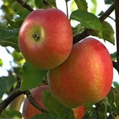 Яблоня ПЕРСИКОВАЯ в Москве