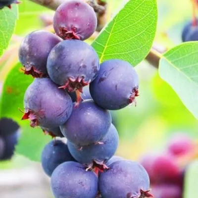 Ирга СМОУКИ — описание сорта Ирга СМОУКИ в Москве