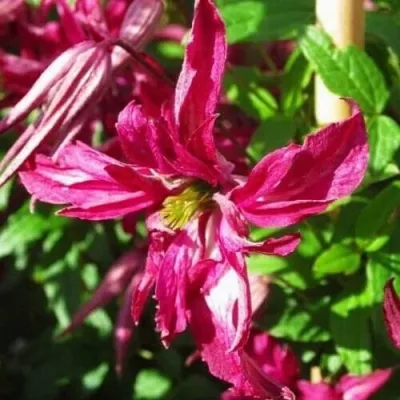 Клематис РОЗАЛИН — описание сорта Клематис РОЗАЛИН в Москве