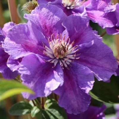 Клематис АШВА — описание сорта Клематис АШВА в Москве