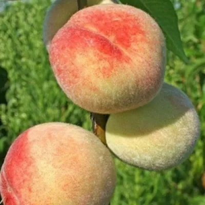 Персик ДОНЕЦКИЙ БЕЛЫЙ в Москве