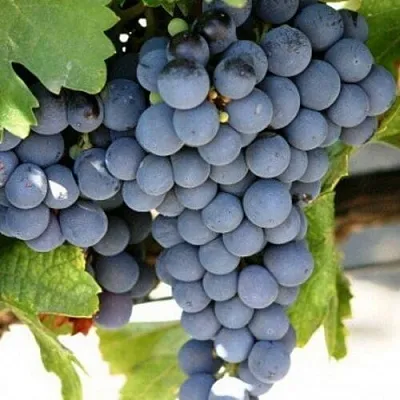 Виноград ЧЕСУРАН  Виноград ЧЕСУРАН в Москве