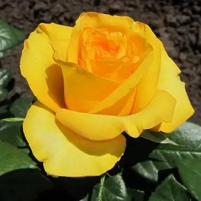 Саженцы роз КЕРИО чайно-гибридная  Саженцы роз КЕРИО чайно-гибридная в Москве