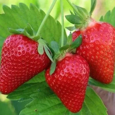 Клубника КЛОДИЯ  Клубника КЛОДИЯ в Москве