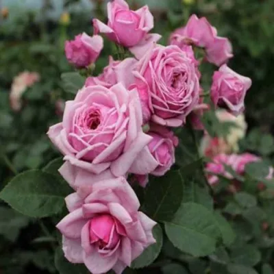 Саженцы роз ДЬЮРАНС АНСЬОН шраб — описание сорта Саженцы роз ДЬЮРАНС АНСЬОН шраб в Москве