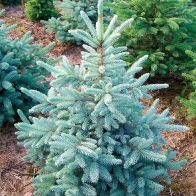 Ель КЕЙБАБ колючая — описание сорта Ель КЕЙБАБ колючая в Москве