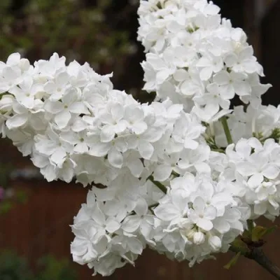 Сирень ФЛОРА — описание сорта Сирень ФЛОРА в Москве