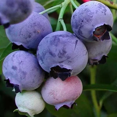 саженцы голубики саженцы голубики