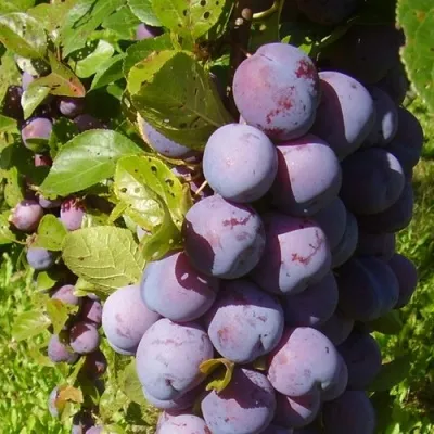 Слива НАГРАДА НЕМАНСКАЯ — описание сорта Слива НАГРАДА НЕМАНСКАЯ в Москве