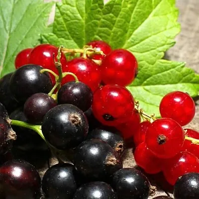 Смородина  в Москве