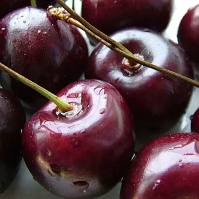 Черешня РОССОШАНСКАЯ КРУПНАЯ — описание сорта Черешня РОССОШАНСКАЯ КРУПНАЯ в Москве