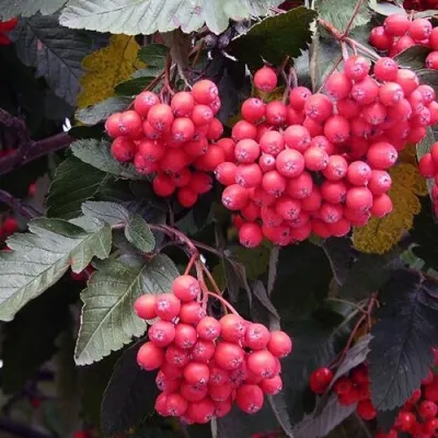 Рябина БОЯРЫШНИКОПЛОДНАЯ сладкоплодная — описание сорта Рябина БОЯРЫШНИКОПЛОДНАЯ сладкоплодная в Москве