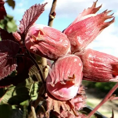 Фундук АЛЫЙ ПАРУС в Москве