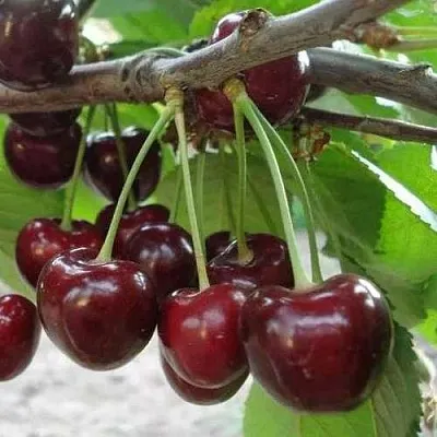 Черешня САММИТ  Черешня САММИТ в Москве