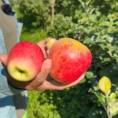 Яблоня БЛАГАЯ ВЕСТЬ  Яблоня БЛАГАЯ ВЕСТЬ в Москве
