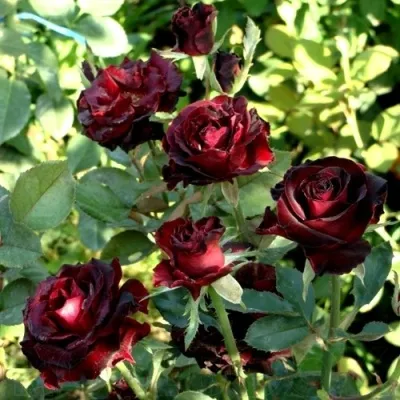 Саженцы роз ЧЕРНЫЙ ПРИНЦ чайно-гибридная в Москве