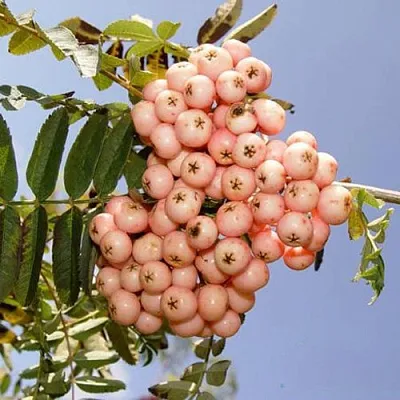 Рябина ПИНК ВЕЙЛ  Рябина ПИНК ВЕЙЛ в Москве