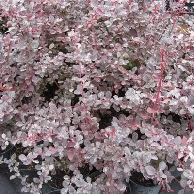 Барбарис СИЛЬВЕР МИЛЕС оттавский  — описание сорта Барбарис СИЛЬВЕР МИЛЕС оттавский  в Москве