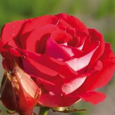 Саженцы роз ШОНЕ КОБЛЕНЦЕРИН флорибунда — описание сорта Саженцы роз ШОНЕ КОБЛЕНЦЕРИН флорибунда в Москве