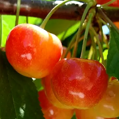 Черешня в Москве