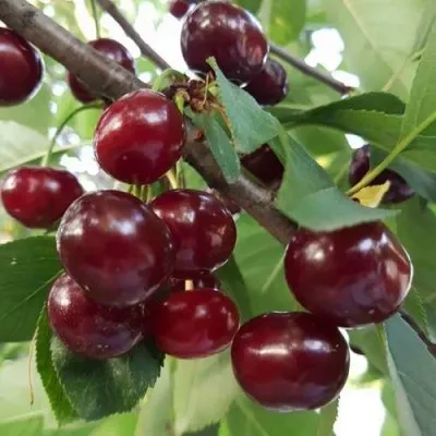 Дюк СЛАВЯНКА — описание сорта Дюк СЛАВЯНКА в Москве