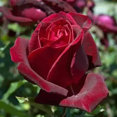 Саженцы роз ПАПА МЕЙЯН чайно-гибридная в Москве