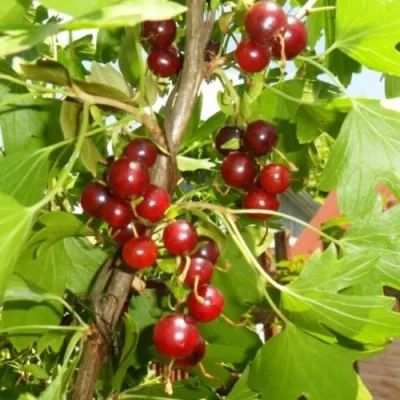 Смородина золотистая ВИШНЕВАЯ — описание сорта Смородина золотистая ВИШНЕВАЯ в Москве