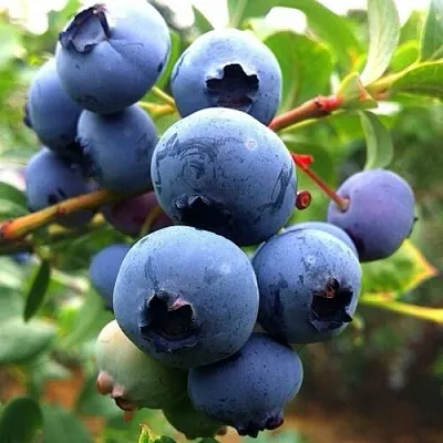 Голубика ДЮК  Голубика ДЮК в Москве