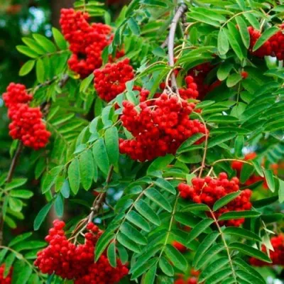 Рябина ПЛАКУЧАЯ сладкоплодная — описание сорта Рябина ПЛАКУЧАЯ сладкоплодная в Москве