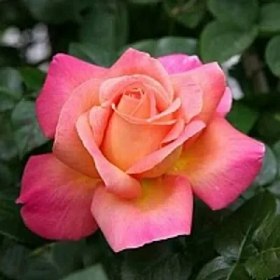 Саженцы роз ЧИКАГО ПИС чайно-гибридная  Саженцы роз ЧИКАГО ПИС чайно-гибридная в Москве