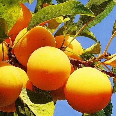 Желтая   Желтая  в Москве