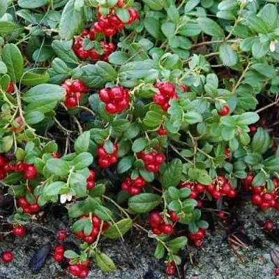 Брусника ЭРТЕЗЕГЕН  Брусника ЭРТЕЗЕГЕН в Москве