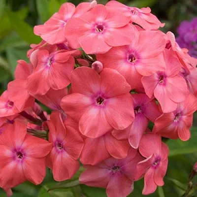 саженцы флокса саженцы флокса