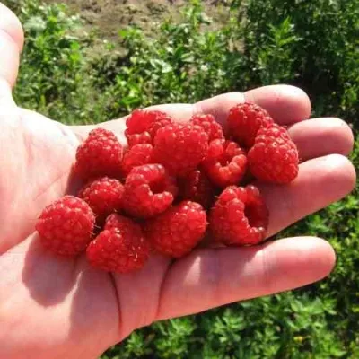 Малина БАЛЬЗАМ — описание сорта Малина БАЛЬЗАМ в Москве