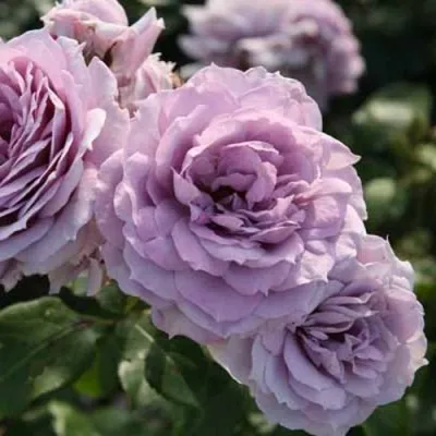 Саженцы роз НОВАЛИС флорибунда в Москве